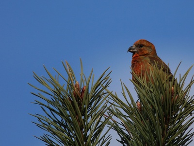 Scottish crossbill