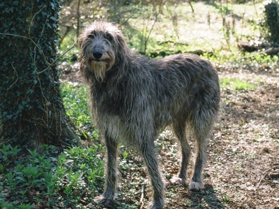 Scottish Deerhound