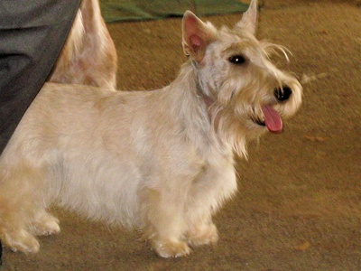 Scottish Terrier