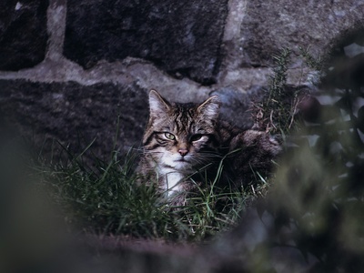 Scottish wildcat