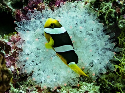 Sea anemone (venomous species)