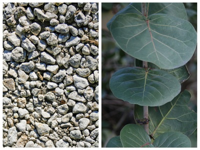 Sea grape (alternate)