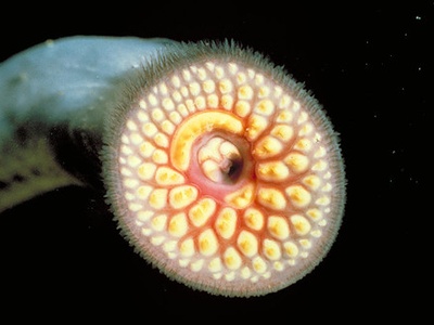 Sea lamprey