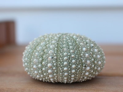 Sea urchin (kina)