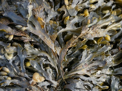 Seaweed (wireweed)