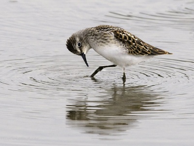 Semipalmated sandpiper