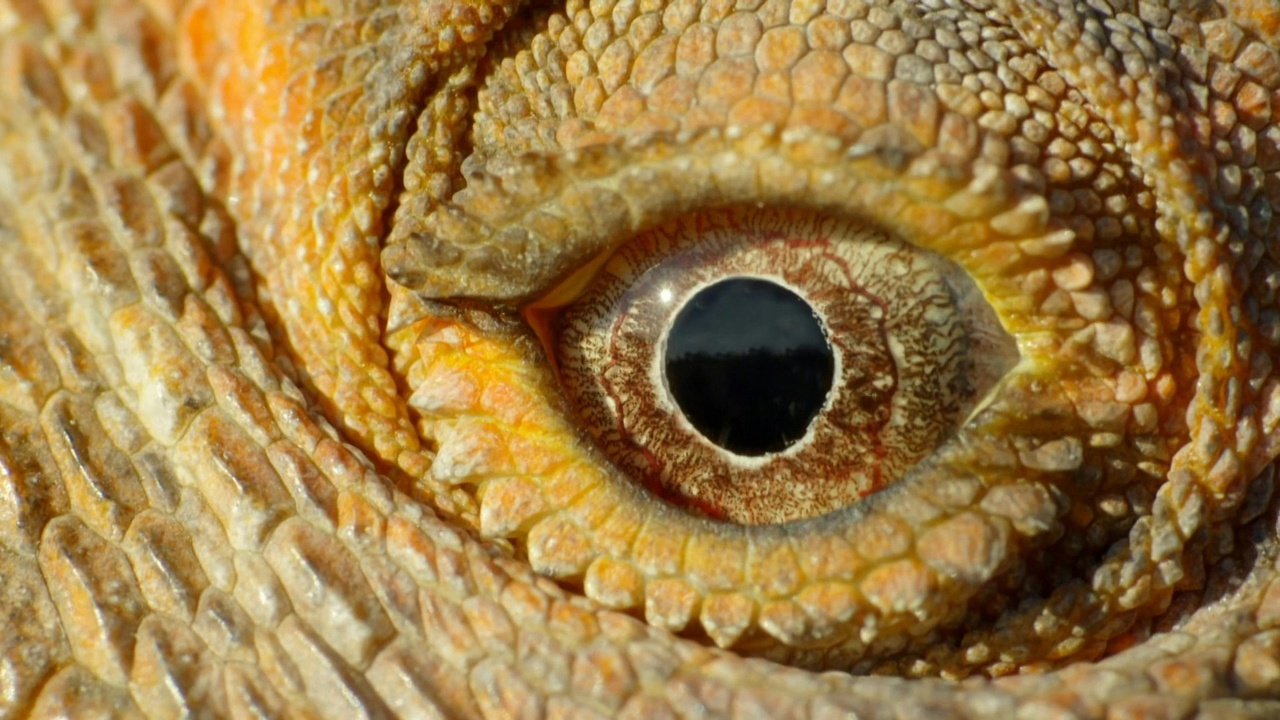 Close-up of raptor eye and owl facial disc, highlighting sensory adaptations