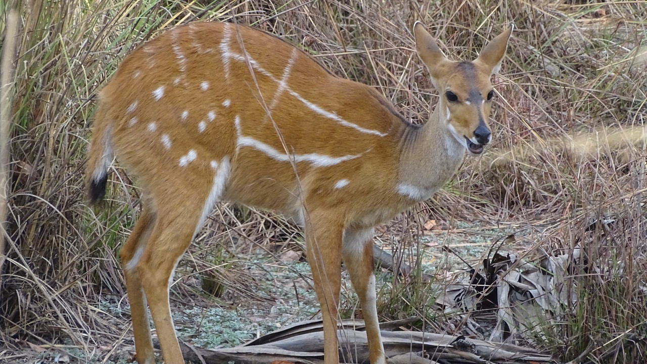 Antelope mother with calf using vigilance and alarm behavior