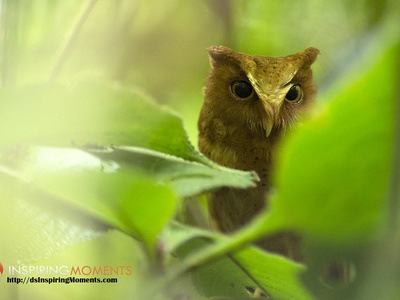 Serendib scops-owl