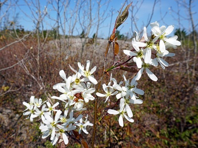 Serviceberry