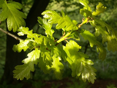 Sessile oak