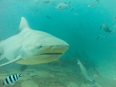 Sharks (bull, tiger)