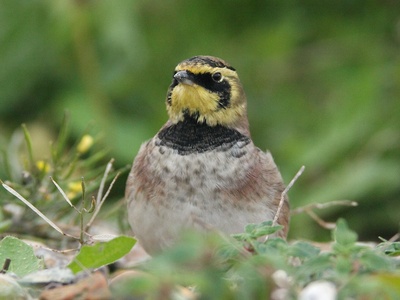 Shore lark