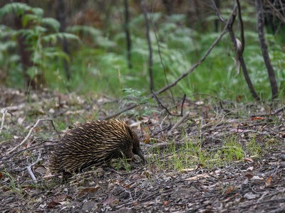 Short-beaked echidna