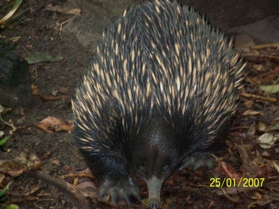 Short-beaked echidna