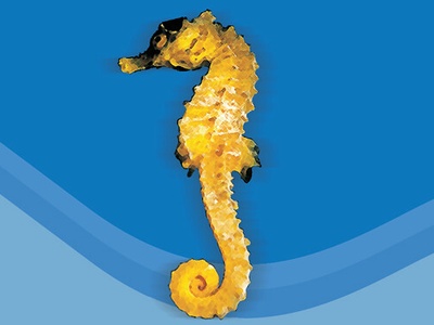 Short-snouted seahorse