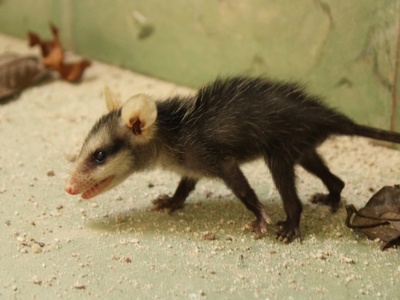 Short-tailed opossum