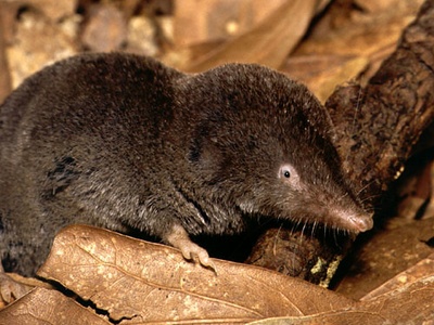 Short-tailed shrew