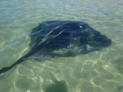 Short‑tailed stingray