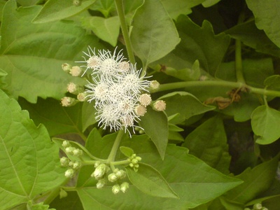 Siam weed