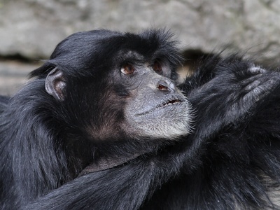 Siamang