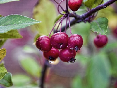 Siberian crabapple