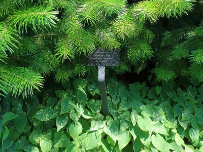 Siberian fir