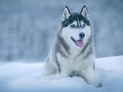 Siberian Husky