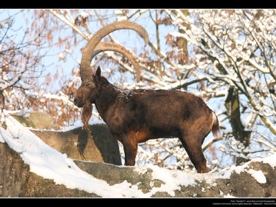Siberian ibex