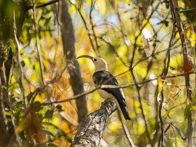 Sickle-billed vanga