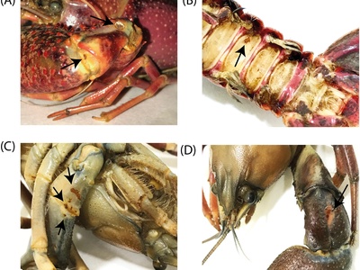 Signal crayfish