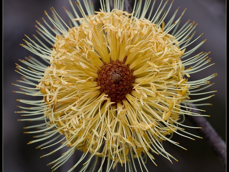 Australia's Native Plants - Flora Fauna Fun