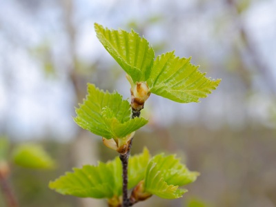 Silver birch (Hänge-Birke)