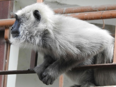 Silvery marmoset