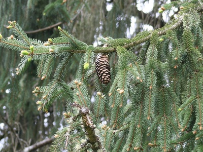 Sitka spruce