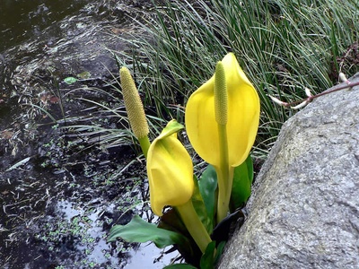 Skunk cabbage