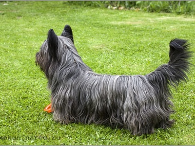 Skye Terrier