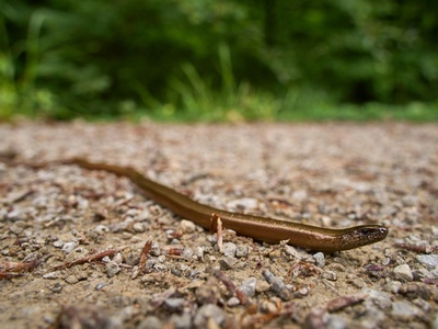Slow worm