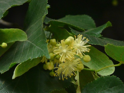 Small-leaved lime (Winterlinde)