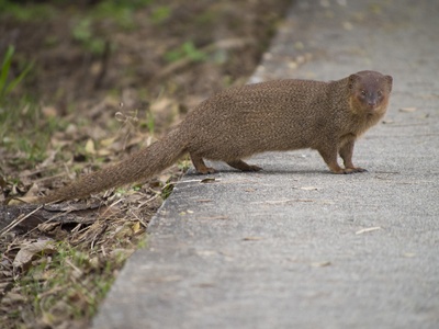 Small Asian mongoose