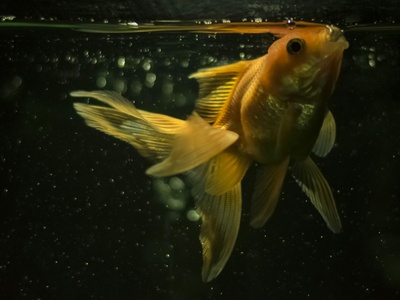 Smallmouth yellowfish