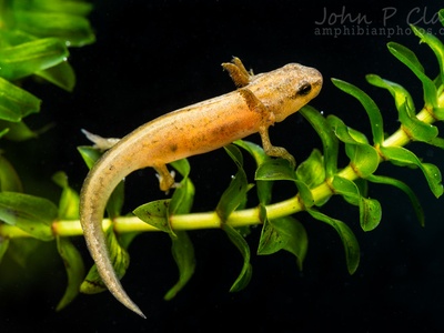 Smooth newt