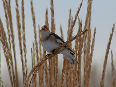 Snow bunting