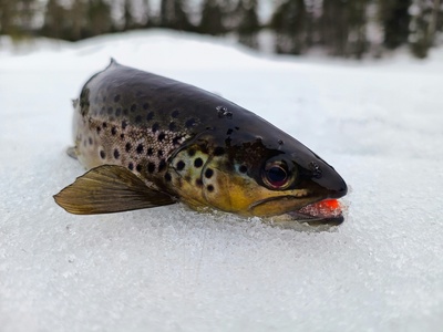 Snow trout