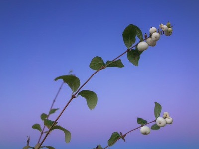 Snowberry