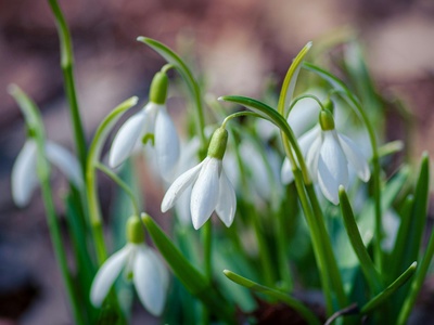 Snowdrop
