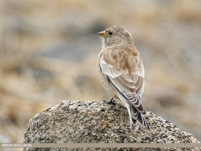 Snowfinch