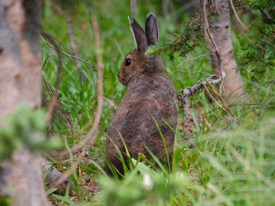 Snowshoe hare
