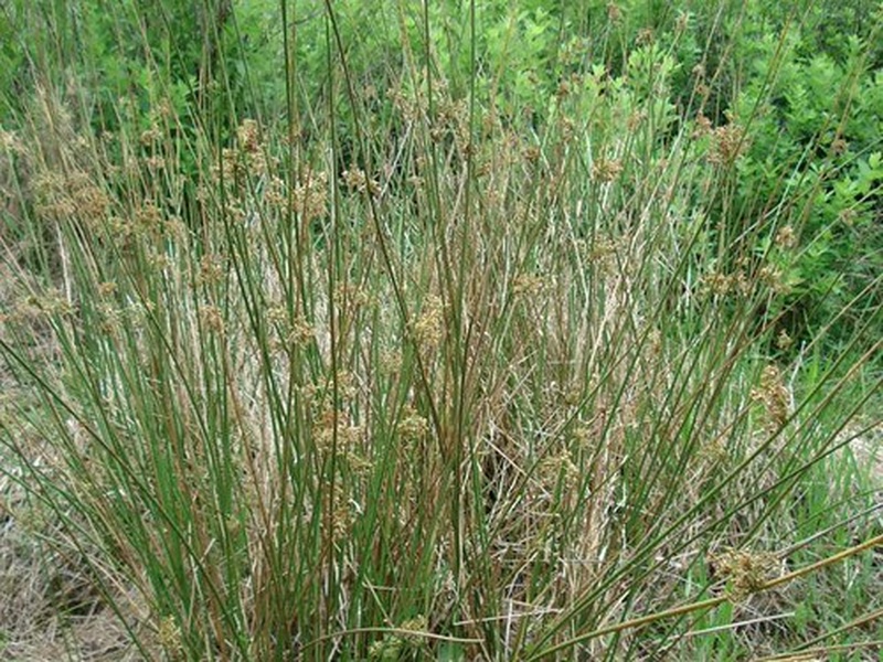 Round Rush List of Wetland Vegetation - Flora Fauna Fun