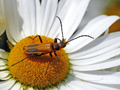 Soldier beetle